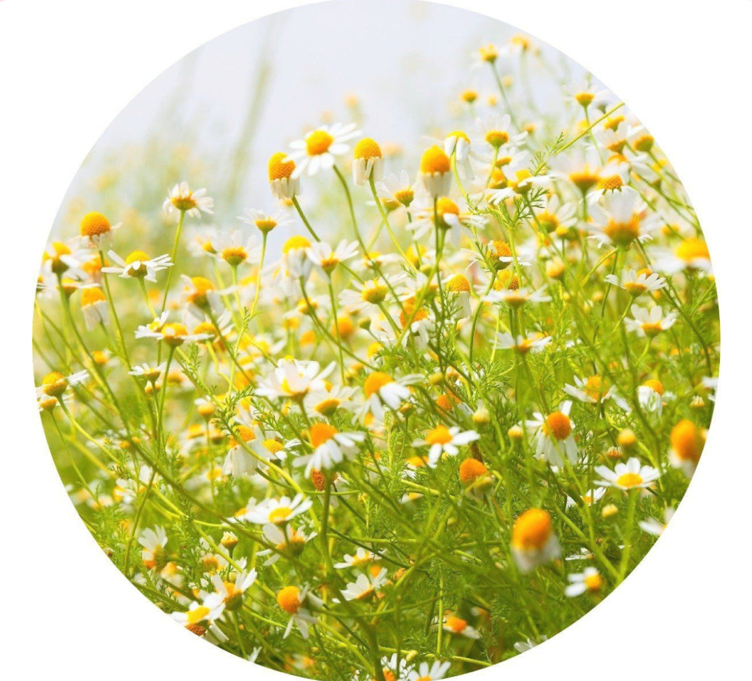 Chamomile soap